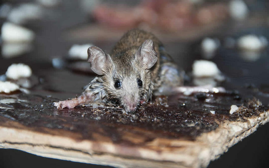 Mice control in house discount