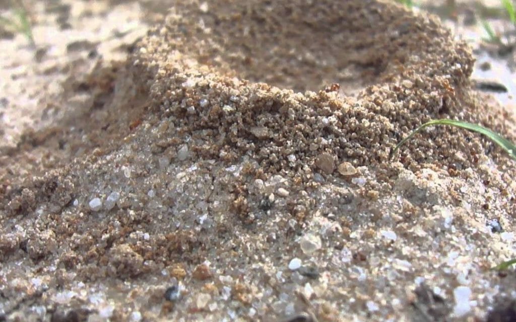 How to Detect & Eliminate Fire Ants From Your Home Instantly
