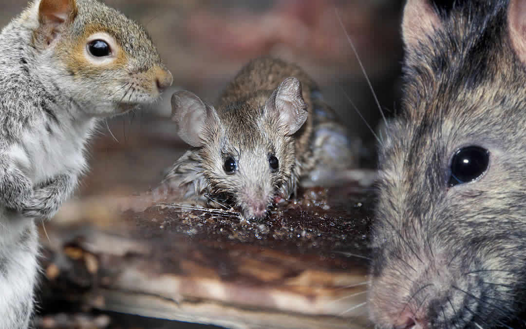 How To Keep Mice Out Of Your Home