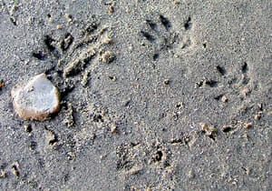 Rat Footprints