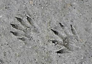 Squirrel Tracks