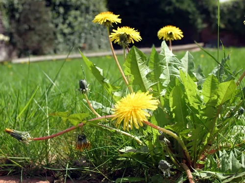 Weed Control