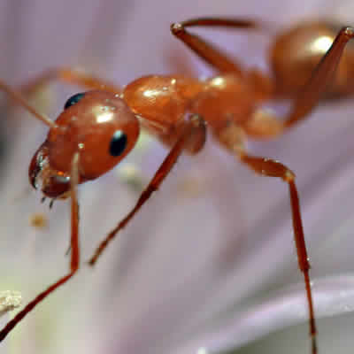 ant