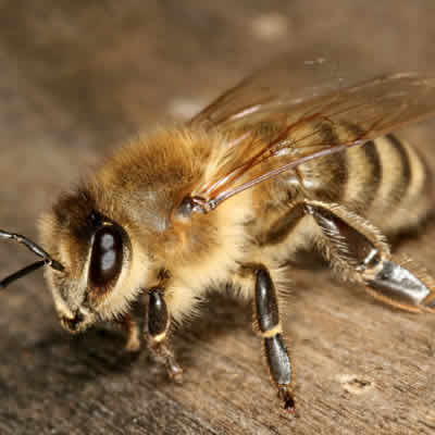 bee