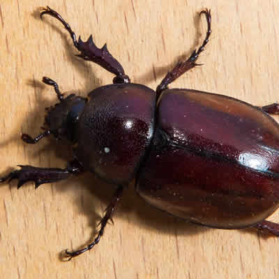 beetle