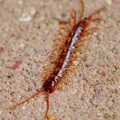 centipede