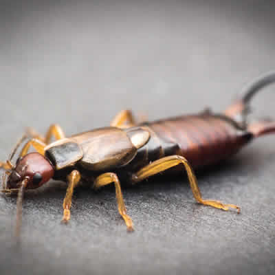 earwig