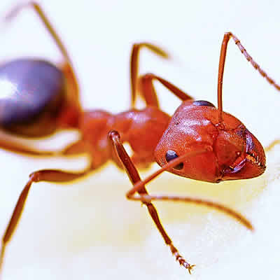 fire-ant