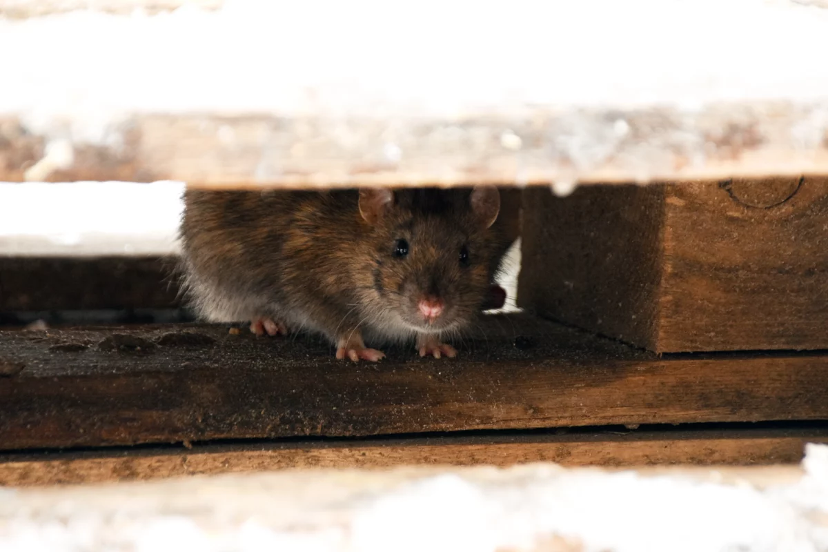 mouse hiding between walls