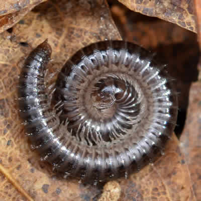 millipede