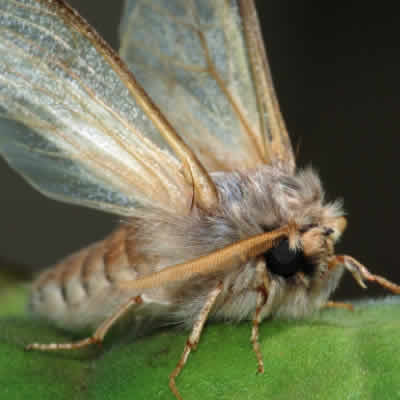 moth