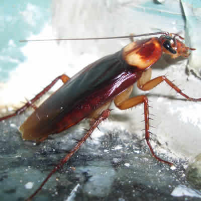 roach