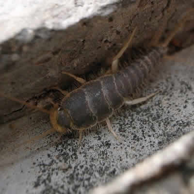 silverfish