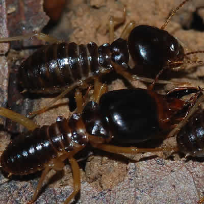 termite