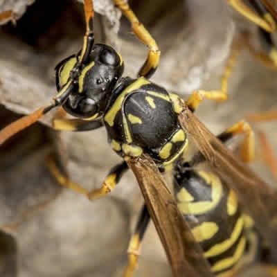 wasp