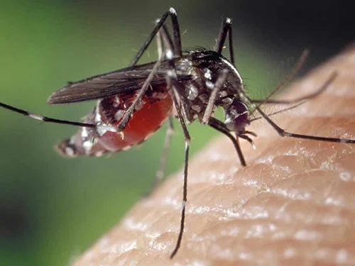 Mosquito Control Featured Image