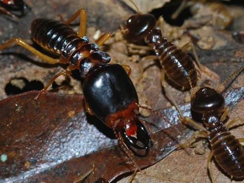 Termite Control Featured Image